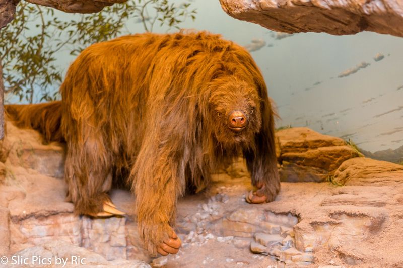 Harlan's Ground Sloth