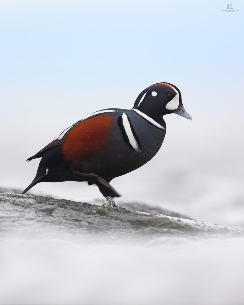 Harlequin Duck