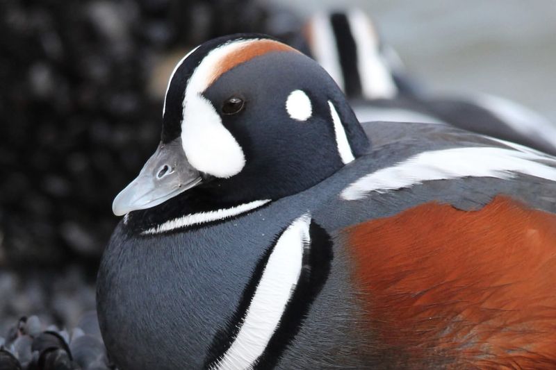 Harlequin Duck