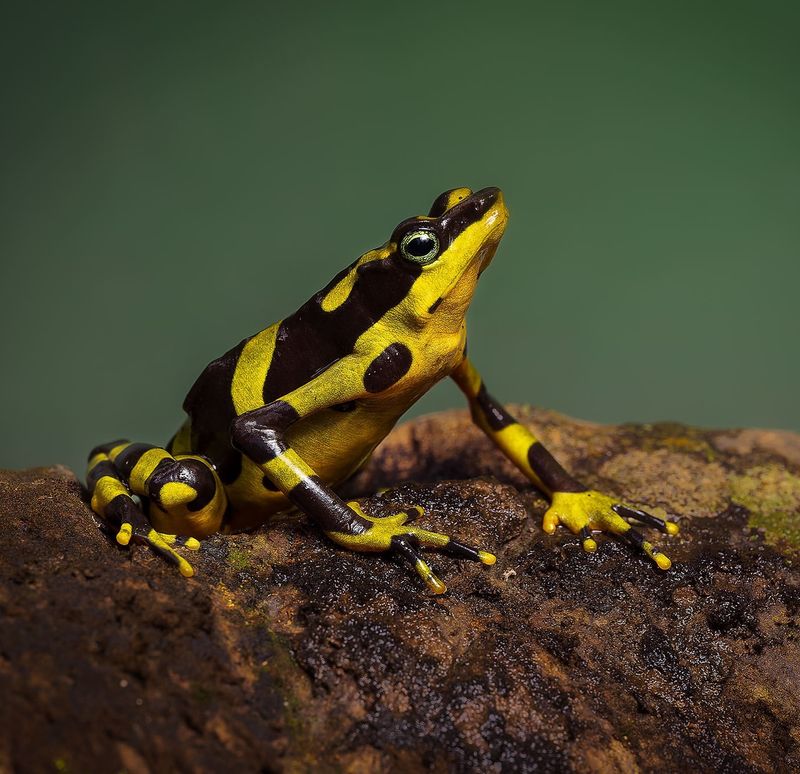 Harlequin Frogs