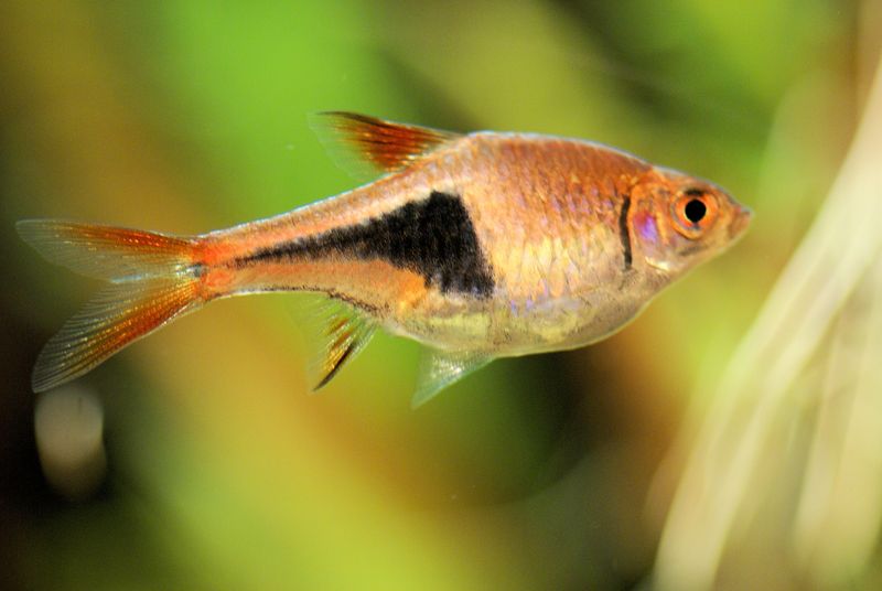 Harlequin Rasbora