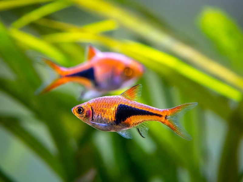 Harlequin Rasboras