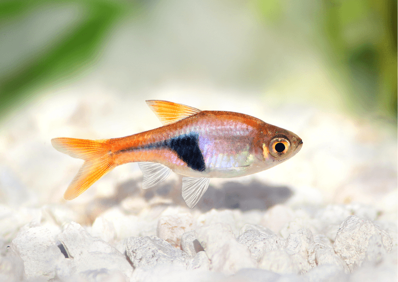 Harlequin Rasboras