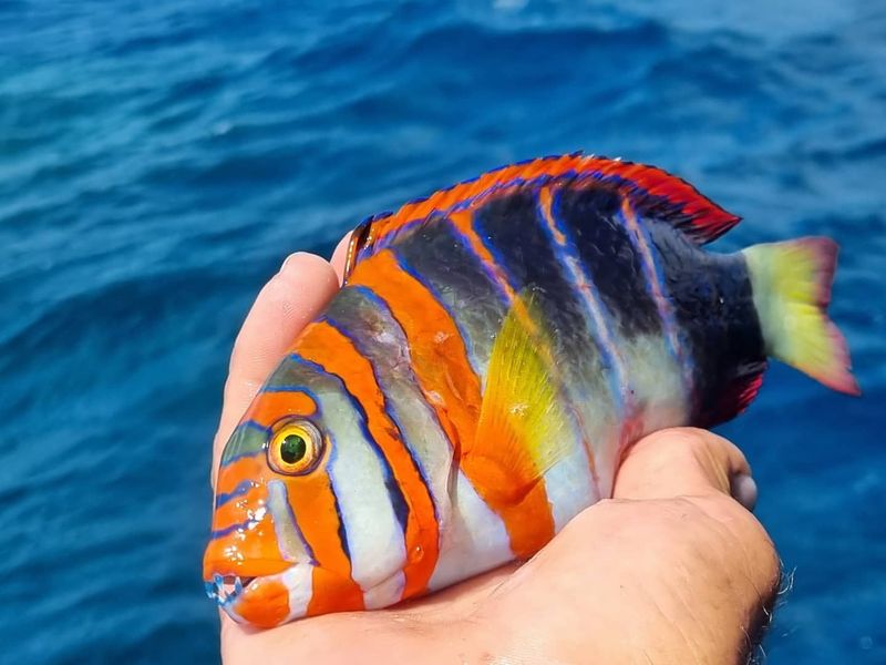 Harlequin Tuskfish