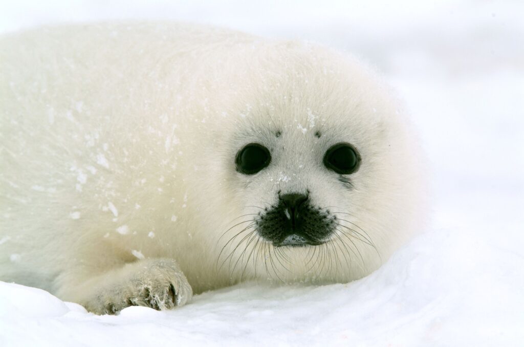 Harp Seal Pup