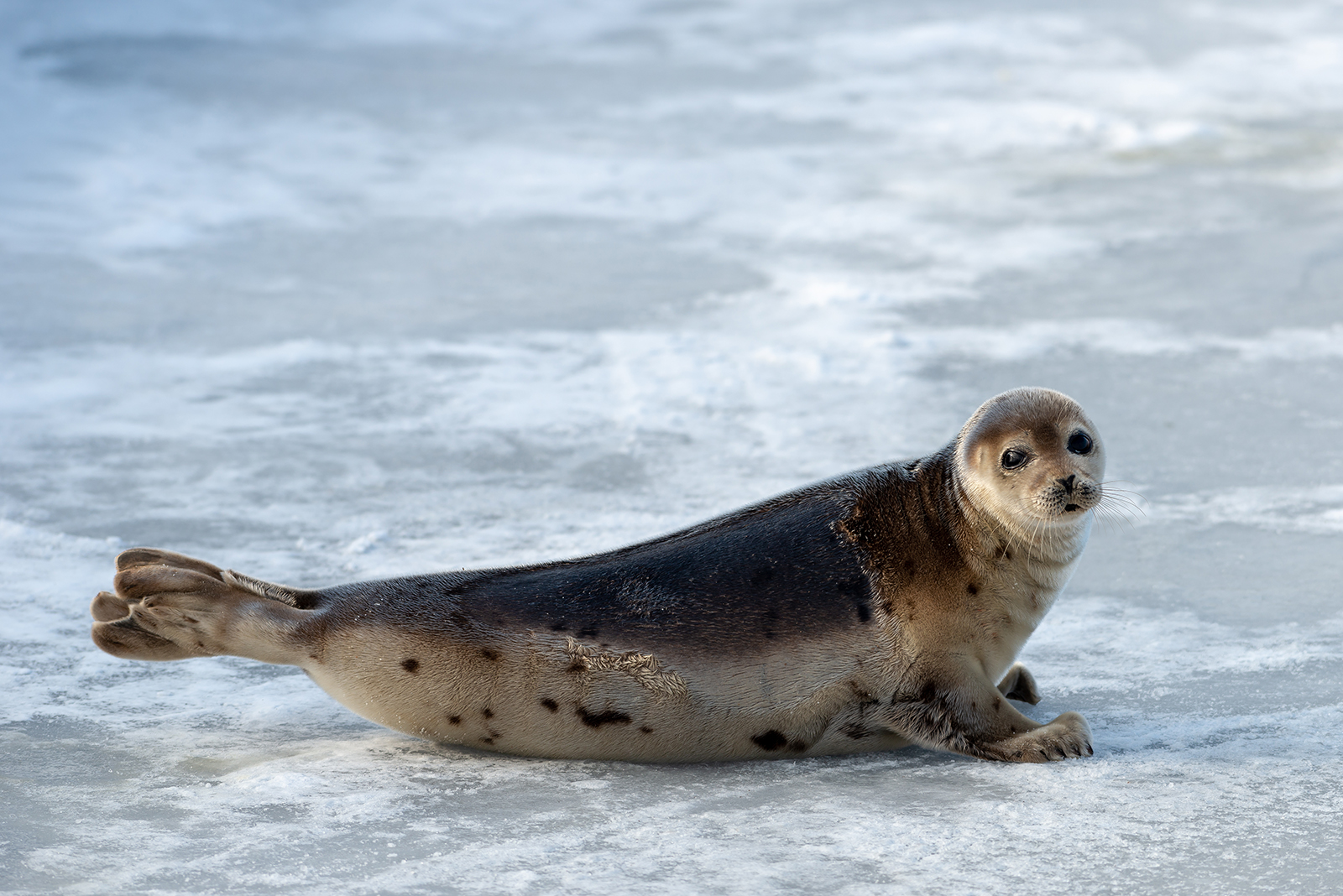 Harp Seal