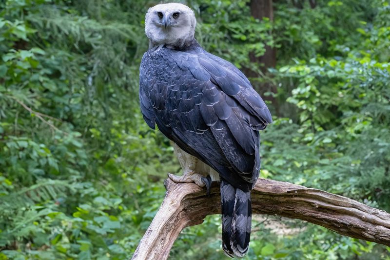 Harpy Eagle