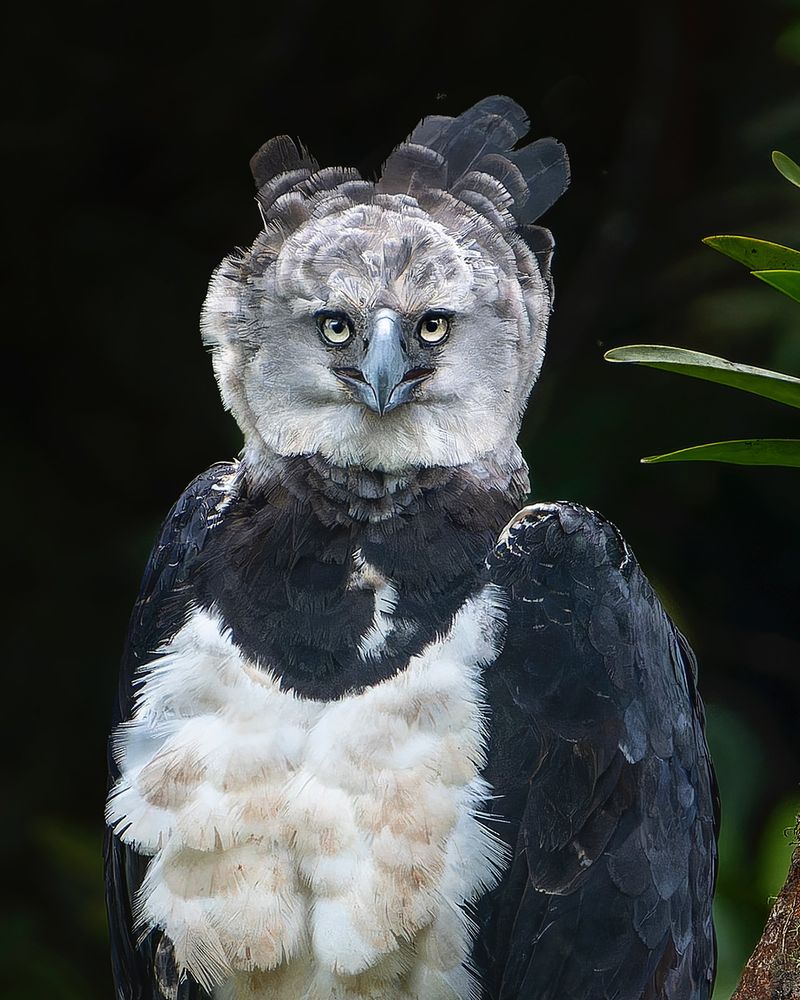 Harpy Eagle