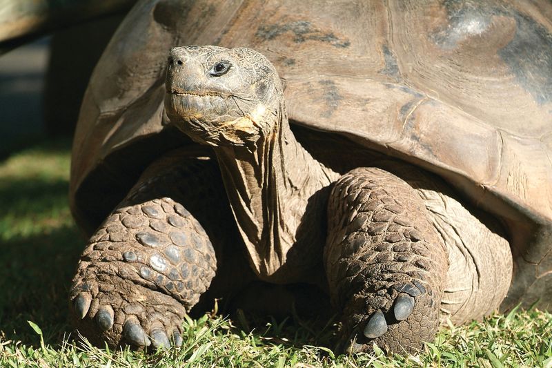 Harriet the Galápagos Tortoise