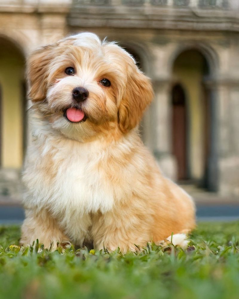 Havanese