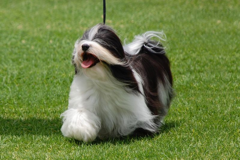 Havanese