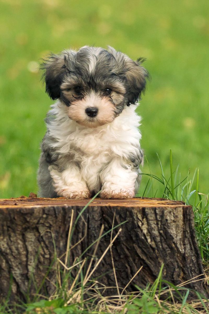 Havanese