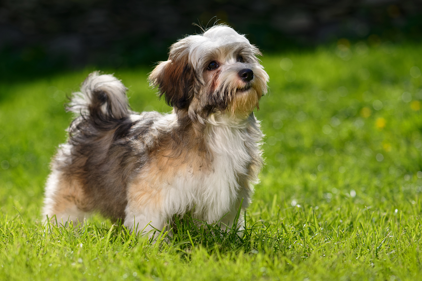 Havanese