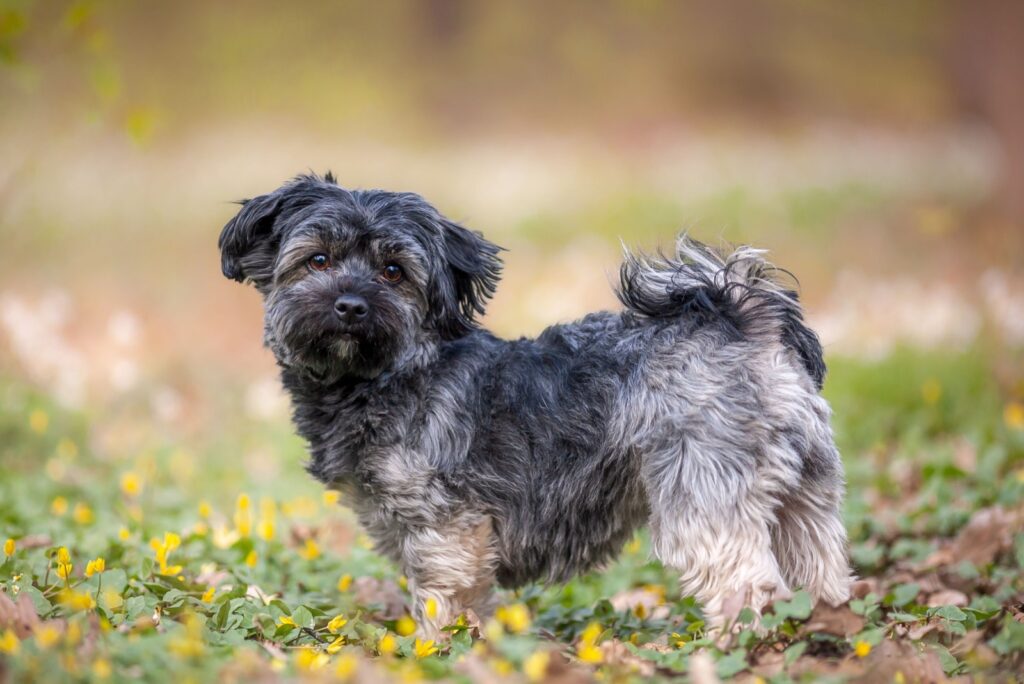 Havanese