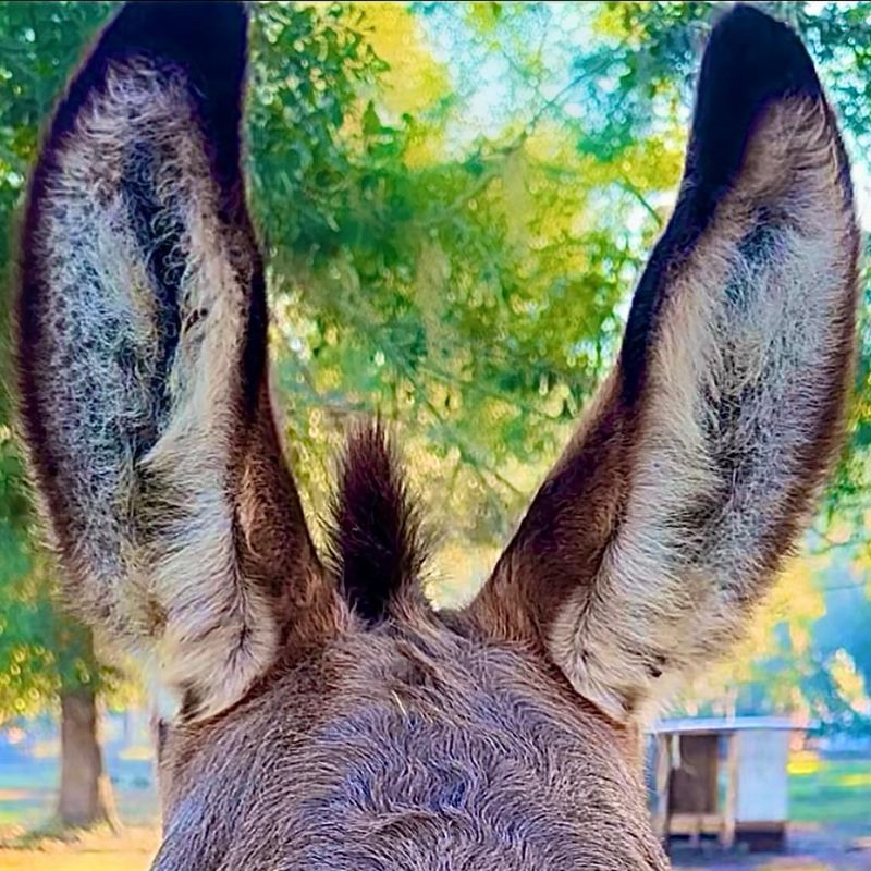 Have Unique Ears