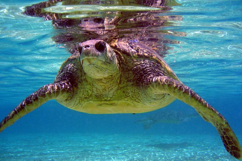 Hawaii's Green Sea Turtle