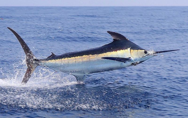 Hawaii: Blue Marlin