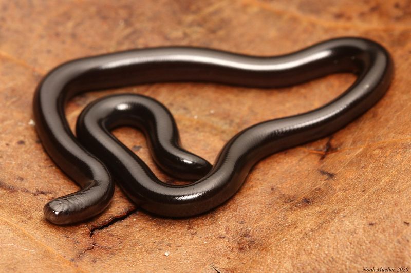 Hawaii - Brahminy Blind Snake