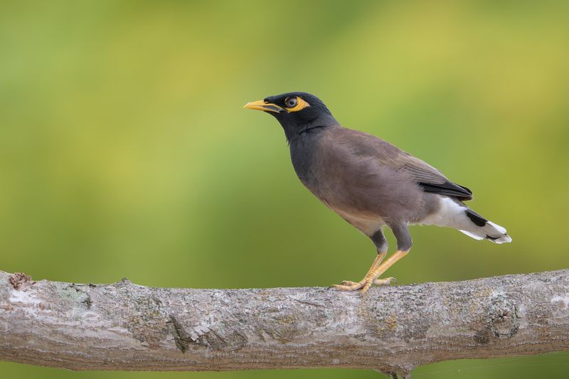 Hawaii - Common Myna