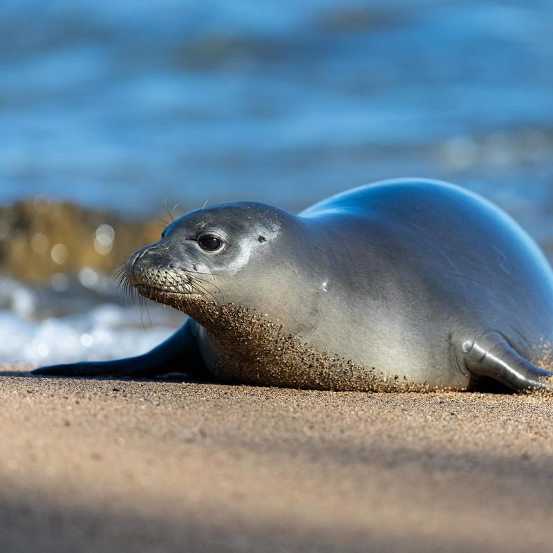 Hawaiian Monk Seal