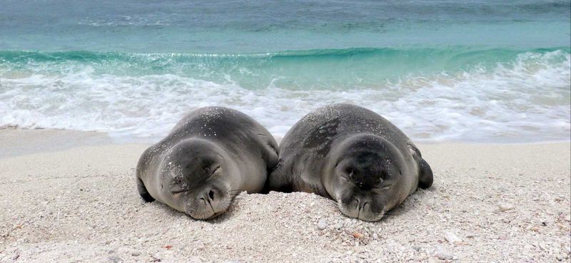 Hawaiian Monk Seal