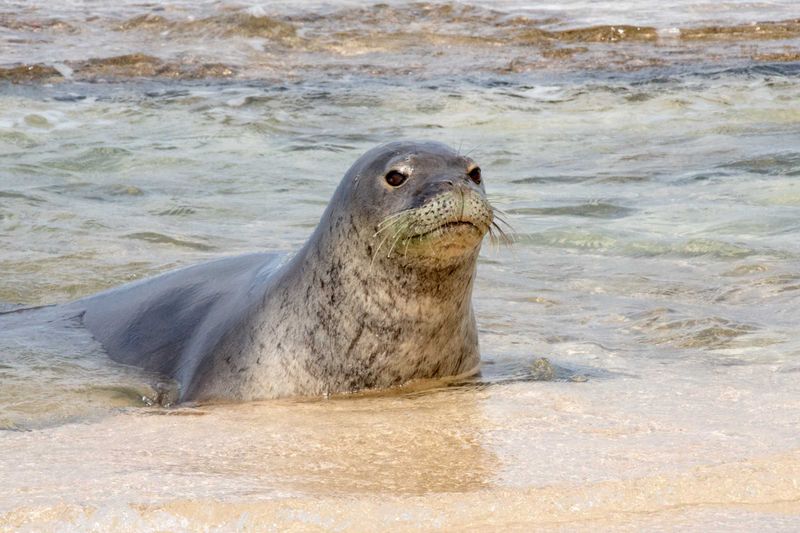 Hawaiian Monk Seal