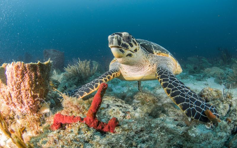 Hawksbill Sea Turtle