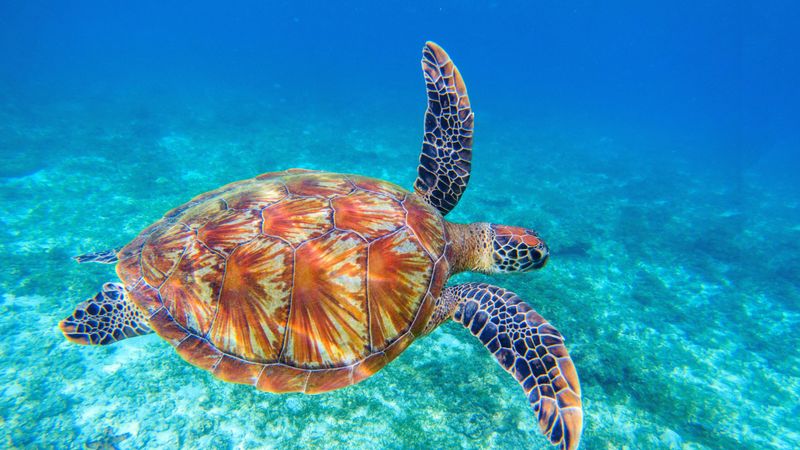 Hawksbill Sea Turtle