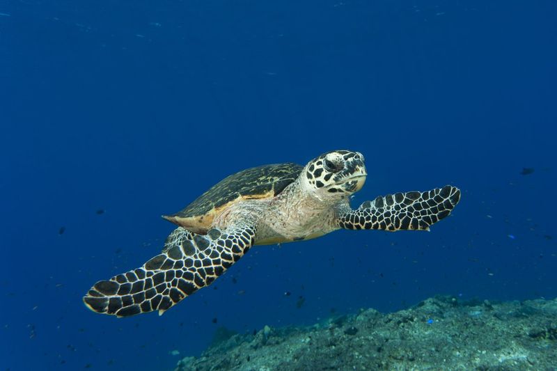 Hawksbill Turtle