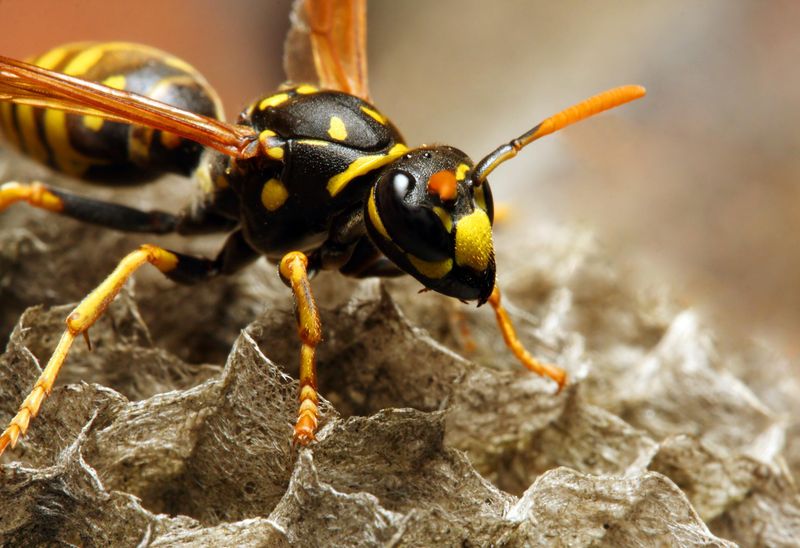 Healing Venom of Wasps