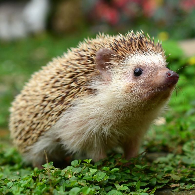 Hedgehog