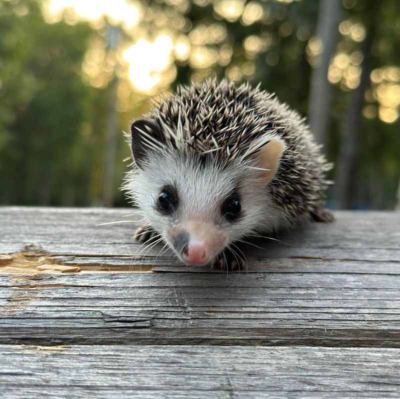 Hedgehog