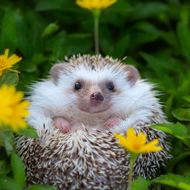 Hedgehog