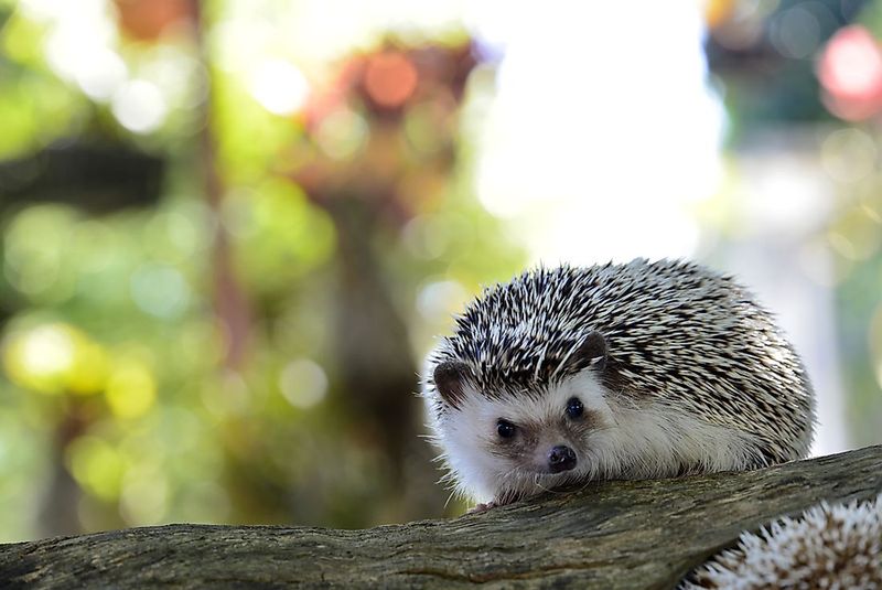 Hedgehog