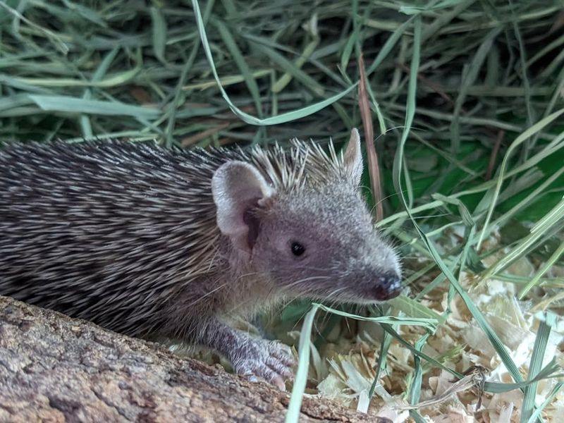 Hedgehog Tenrec