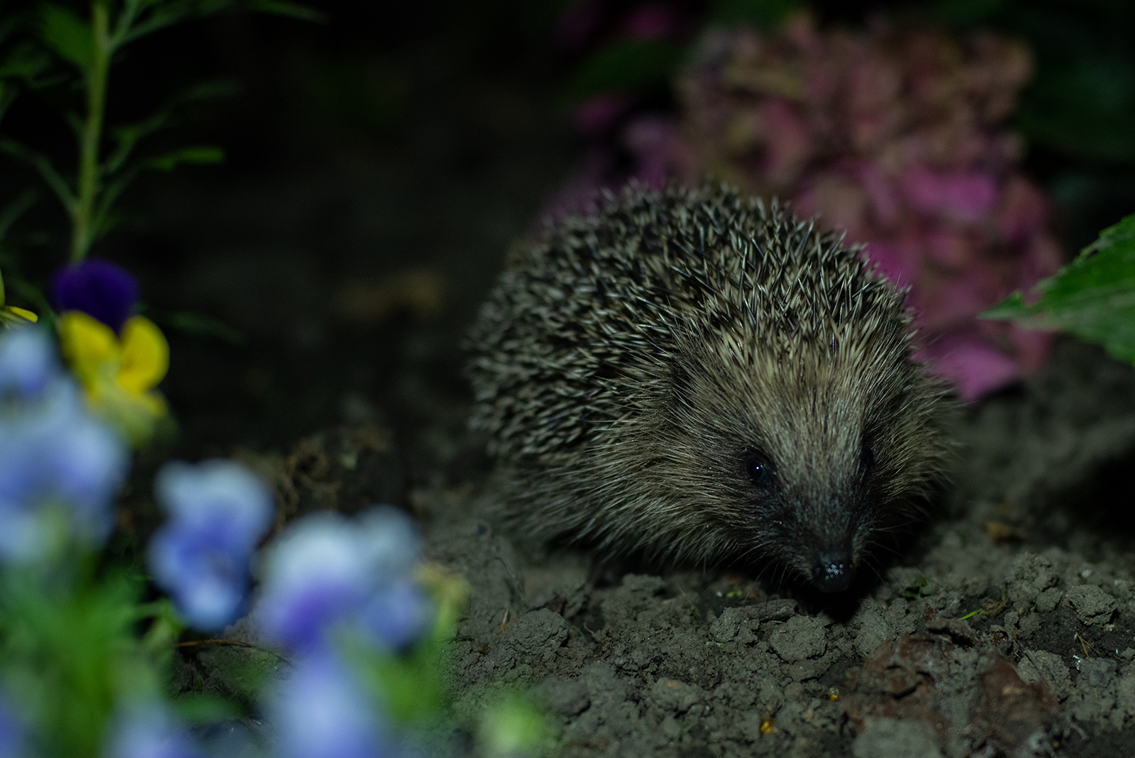 hedgehog at night