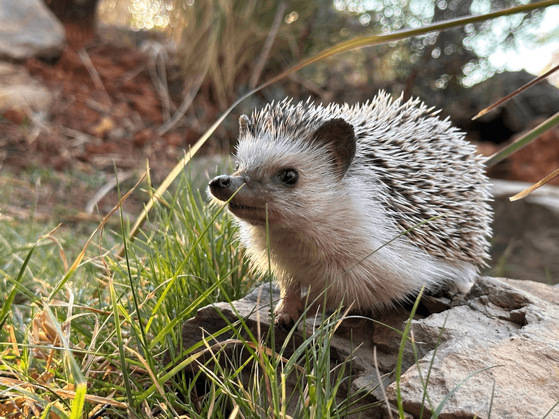 Hedgehogs