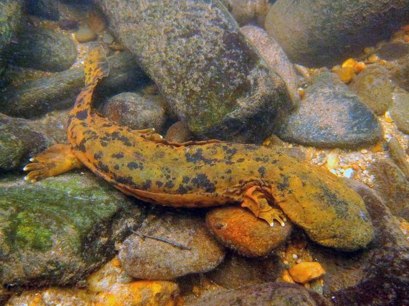 Hellbender Salamander