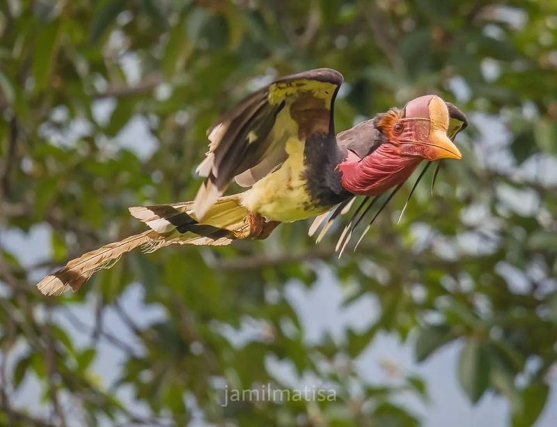 Helmeted Hornbill