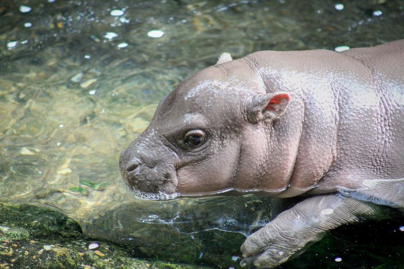 Henry Doorly Zoo, Nebraska