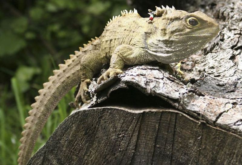 Henry the Tuatara