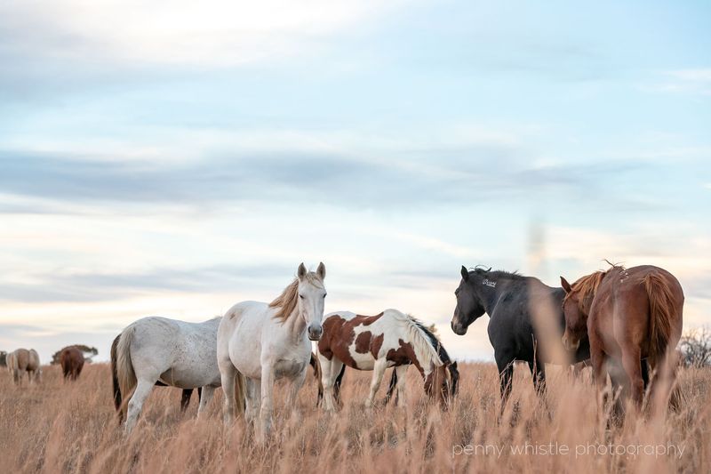 Herd Mentality