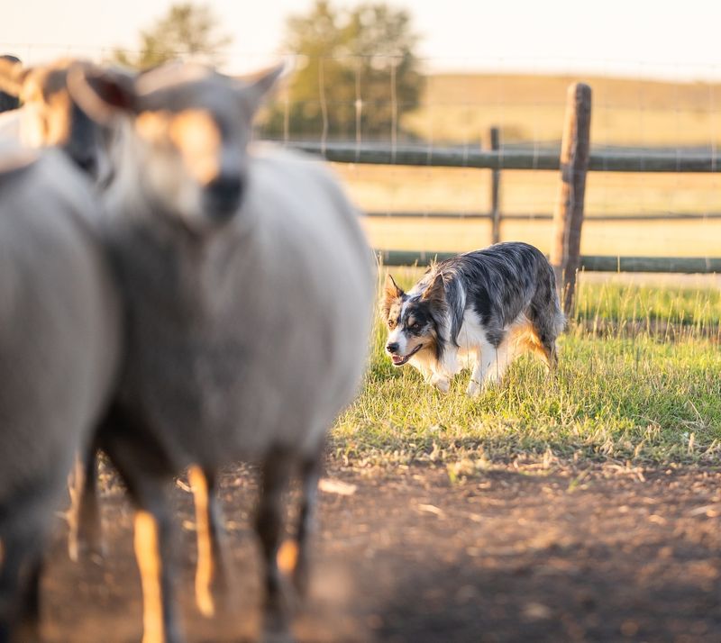 Herding Instincts