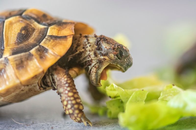 Hermann's Tortoise