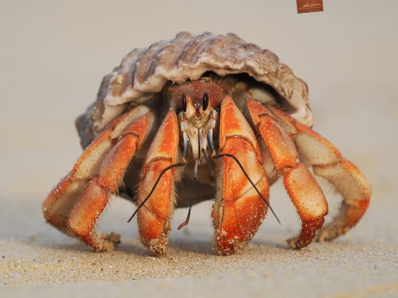 Hermit Crab