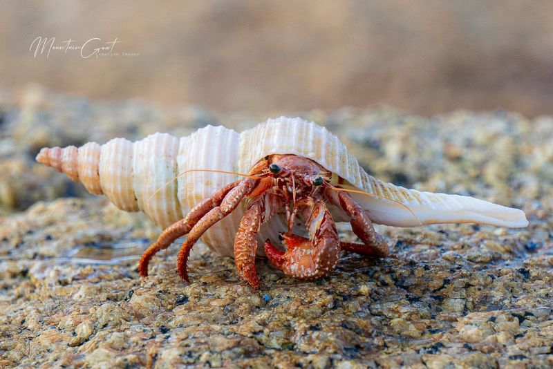 Hermit Crab