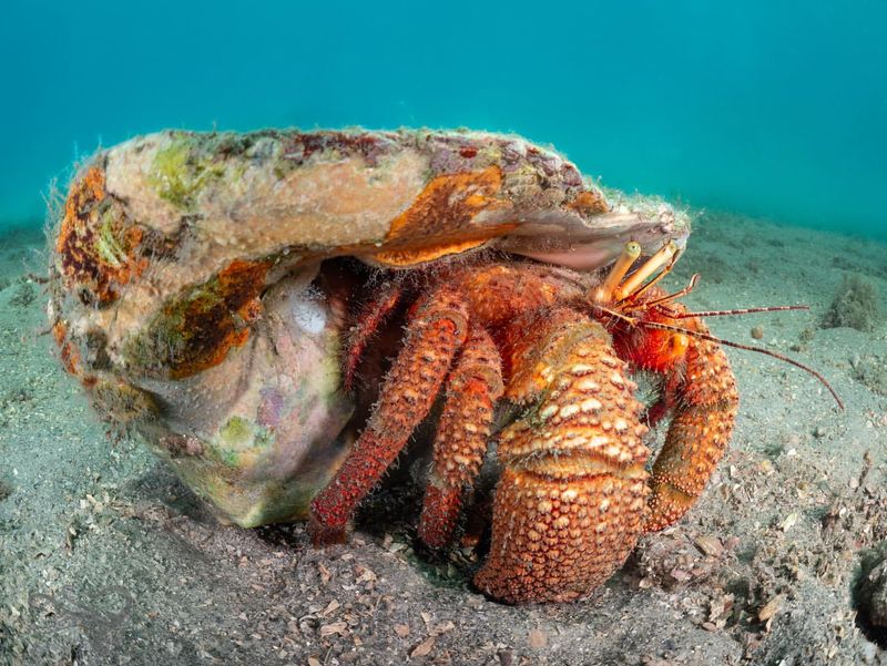 Hermit Crab