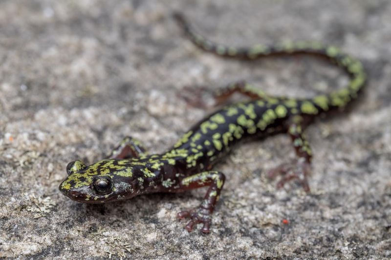 Hickory Nut Gorge Green Salamander