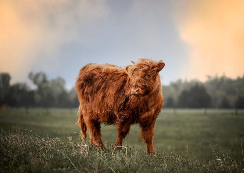 Highland Cattle