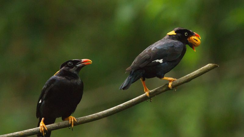 Hill Myna